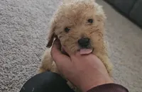 processed/e8cbfbcf-84e9-46e6-8ae2-323d48940b68/listing/9e09a0b8-3324-4d54-a2a7-e69331f291bc/1ed9d8c9-98a8-4d16-9d99-3aec8b382fcd