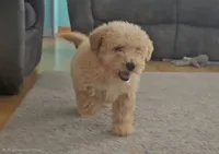 processed/e8cbfbcf-84e9-46e6-8ae2-323d48940b68/listing/9e09a0b8-3324-4d54-a2a7-e69331f291bc/4944fa2e-6c93-4cfc-870e-640f382714c5