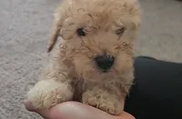 processed/e8cbfbcf-84e9-46e6-8ae2-323d48940b68/listing/9e09a0b8-3324-4d54-a2a7-e69331f291bc/5bb33ce3-7524-4cfd-b894-9aee00cd22ca