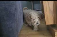 processed/e8cbfbcf-84e9-46e6-8ae2-323d48940b68/listing/9e09a0b8-3324-4d54-a2a7-e69331f291bc/f0f5c216-09f5-4cec-a233-09b35aacf17e