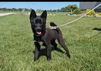 May, a female Pomsky for sale in New Paris, IN – Photo 5 of 7