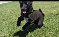 May, a female Pomsky for sale in New Paris, IN – Photo 7 of 7