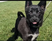 May, a female Pomsky for sale in New Paris, IN – Photo 4 of 7