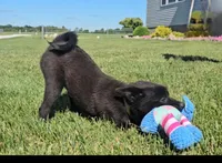 May, a female Pomsky for sale in New Paris, IN – Photo 6 of 7