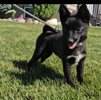 May, a female Pomsky for sale in New Paris, IN – Photo 1 of 7