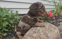 Smoky, a male Miniature Dachshund for sale in New Paris, IN – 4 of 5