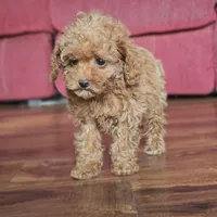 Rosie, a female Poodle - Miniature  for sale in New Paris, IN – Photo 7 of 9