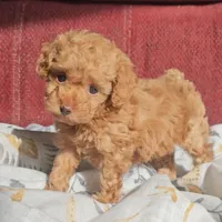 Rosie, a female Poodle - Miniature  for sale in New Paris, IN – Photo 1 of 9