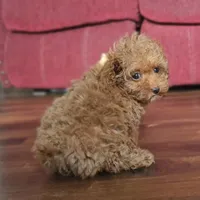 Rosie, a female Poodle - Miniature  for sale in New Paris, IN – Photo 5 of 9