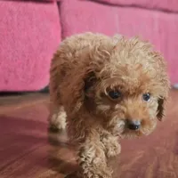 Rosie, a female Poodle - Miniature  for sale in New Paris, IN – Photo 6 of 9
