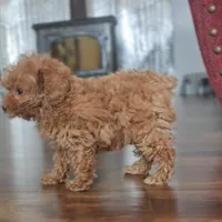 Rosie, a female Poodle - Miniature  for sale in New Paris, IN – Photo 8 of 9