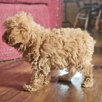 Rosie, a female Poodle - Miniature  for sale in New Paris, IN – Photo 9 of 9