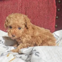 Rosie, a female Poodle - Miniature  for sale in New Paris, IN – Photo 3 of 9