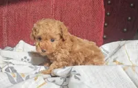 Rosie, a female Poodle - Miniature  for sale in New Paris, IN – Photo 8 of 8
