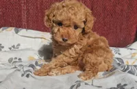 Rosie, a female Poodle - Miniature  for sale in New Paris, IN – Photo 1 of 8