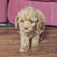 Rosie, a female Poodle - Miniature  for sale in New Paris, IN – Photo 4 of 9