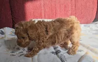 Rosie, a female Poodle - Miniature  for sale in New Paris, IN – Photo 6 of 8