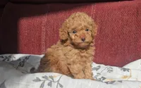 Rosie, a female Poodle - Miniature  for sale in New Paris, IN – Photo 2 of 8