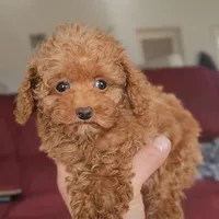 Rosie, a female Poodle - Miniature  for sale in New Paris, IN – Photo 2 of 9