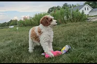 Sofia, a female Cavapoo for sale in New Paris, IN – Photo 4 of 7