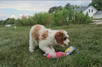 Sofia, a female Cavapoo for sale in New Paris, IN – Photo 5 of 7