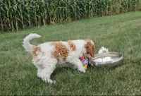 Sofia, a female Cavapoo for sale in New Paris, IN – Photo 6 of 7