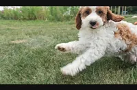 Sofia, a female Cavapoo for sale in New Paris, IN – Photo 2 of 7