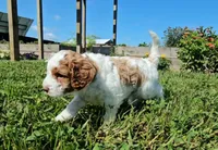 Sofia, a female Cavapoo for sale in New Paris, IN – Photo 3 of 7