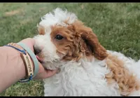 Sofia, a female Cavapoo for sale in New Paris, IN – Photo 7 of 7