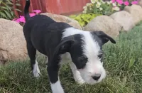 Max, a male Boston Terrier and Poodle - Miniature  for sale in New Paris, IN – Photo 6 of 7