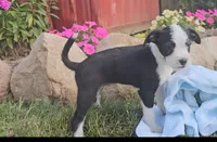 Max, a male Boston Terrier and Poodle - Miniature  for sale in New Paris, IN – Photo 7 of 7