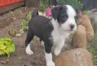 Max, a male Boston Terrier and Poodle - Miniature  for sale in New Paris, IN – Photo 2 of 7