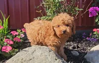 Scout, a male Poodle - Miniature  for sale in New Paris, IN – 2 of 3
