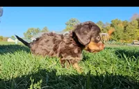 Jon, a male Miniature Dachshund for sale in New Paris, IN – Photo 7 of 9