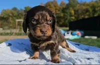 Jon, a male Miniature Dachshund for sale in New Paris, IN – Photo 3 of 9