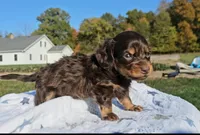 Jon, a male Miniature Dachshund for sale in New Paris, IN – Photo 6 of 9