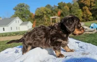 Jon, a male Miniature Dachshund for sale in New Paris, IN – Photo 8 of 9