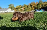 Jon, a male Miniature Dachshund for sale in New Paris, IN – Photo 2 of 9