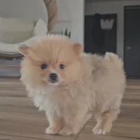 Silas, a male Pomeranian for sale in New Paris, IN – Photo 2 of 4