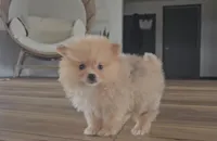 Silas, a male Pomeranian for sale in New Paris, IN – Photo 2 of 4