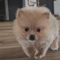 Silas, a male Pomeranian for sale in New Paris, IN – Photo 1 of 4