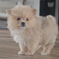 Silas, a male Pomeranian for sale in New Paris, IN – Photo 4 of 4