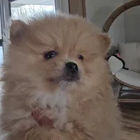 Silas, a male Pomeranian for sale in New Paris, IN – Photo 3 of 4