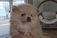 Silas, a male Pomeranian for sale in New Paris, IN – Photo 3 of 4