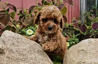 Sally, a female Poodle - Toy  for sale in New Paris, IN – Photo 3 of 10