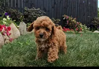 Sally, a female Poodle - Toy  for sale in New Paris, IN – Photo 6 of 10