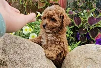 Sally, a female Poodle - Toy  for sale in New Paris, IN – Photo 5 of 10