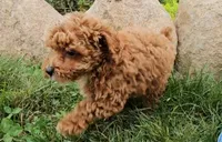 Sally, a female Poodle - Toy  for sale in New Paris, IN – Photo 10 of 10