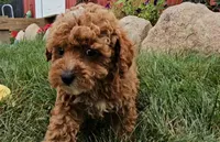 Sally, a female Poodle - Toy  for sale in New Paris, IN – Photo 9 of 10