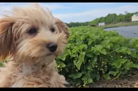 Oscar, a male Cavapoo for sale in New Paris, IN – Photo 2 of 7